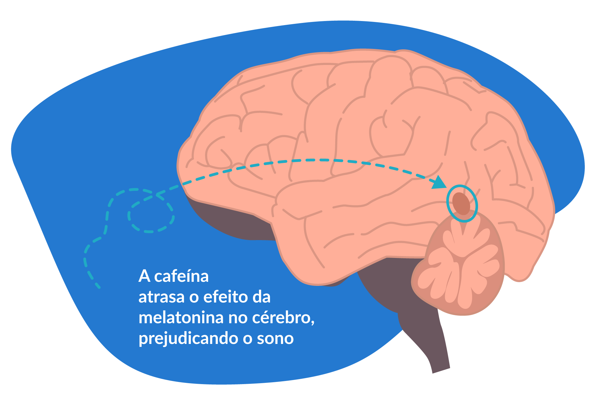 ilustração de um cérebro e ao lado a frase 'a cafeína atrasa o efeito da melatonina no cérebro, prejudicando o sono'