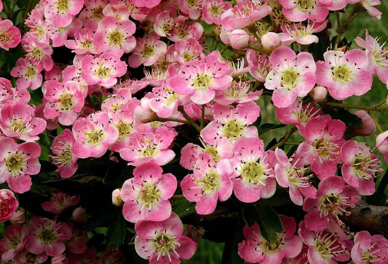 Flor de Espino blanco.