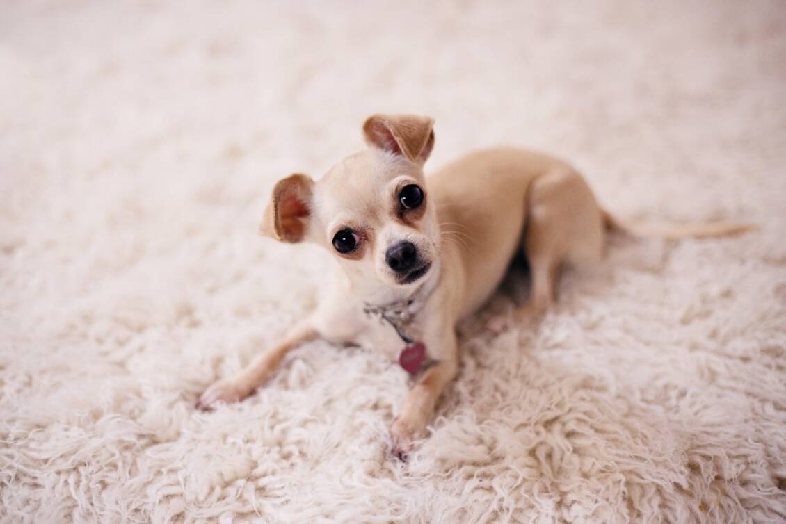 Kühlmatten für Hunde