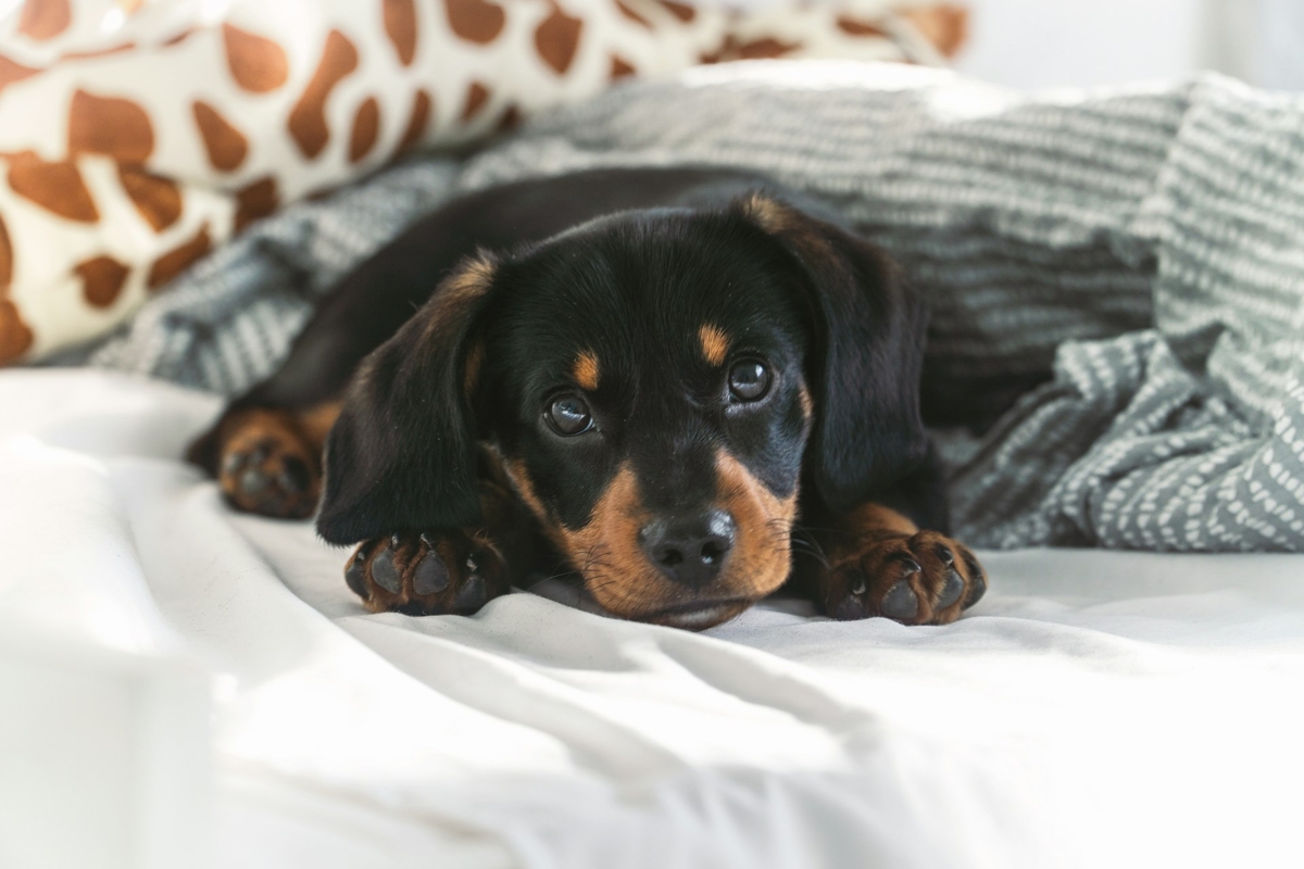 Dürfen Hunde Melatonin Schlaftabletten Bekommen?