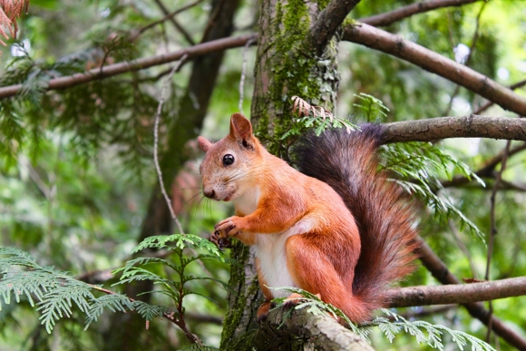 Wie Schlafen Eichhörnchen?