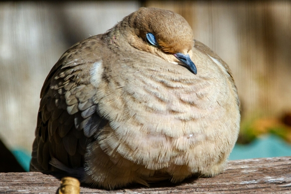 Wie Schlafen Vögel?